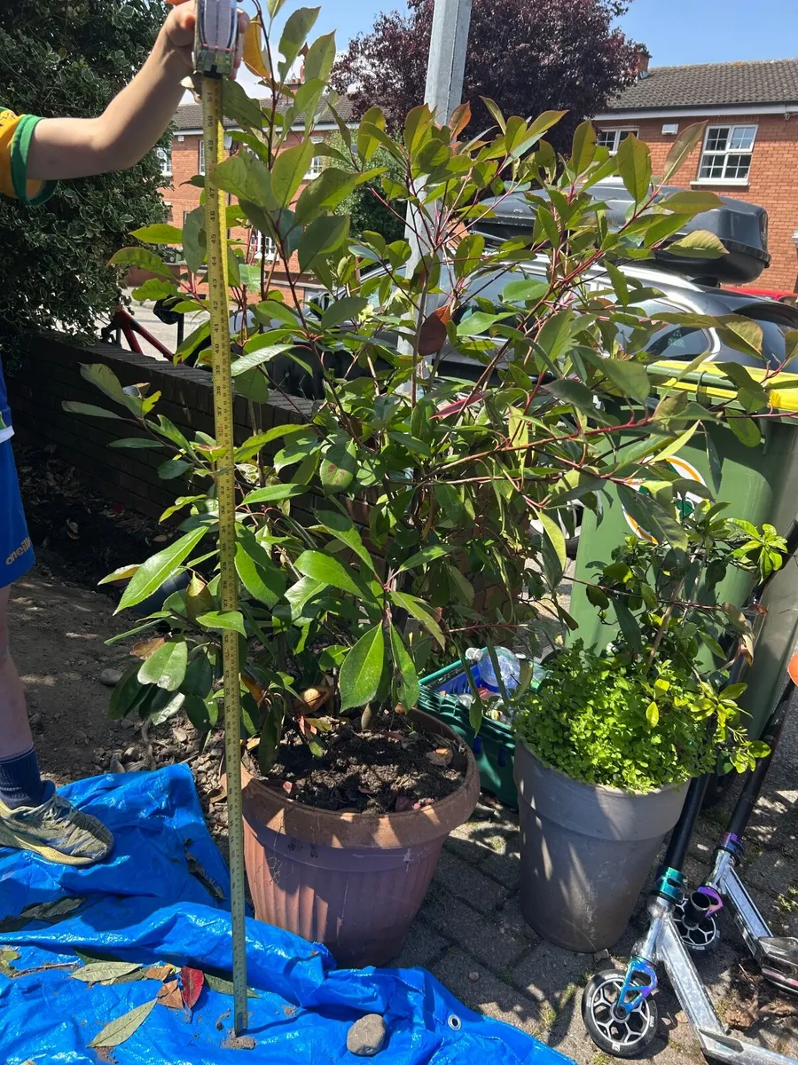 Photinia Red Robin Plants 150cm tall  x3 - Image 1