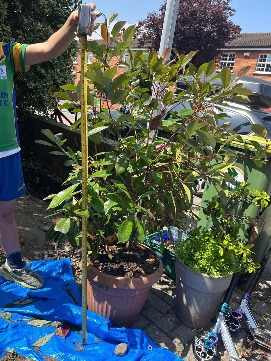 Photinia Red Robin Plants 150cm tall  x3 - Image 2