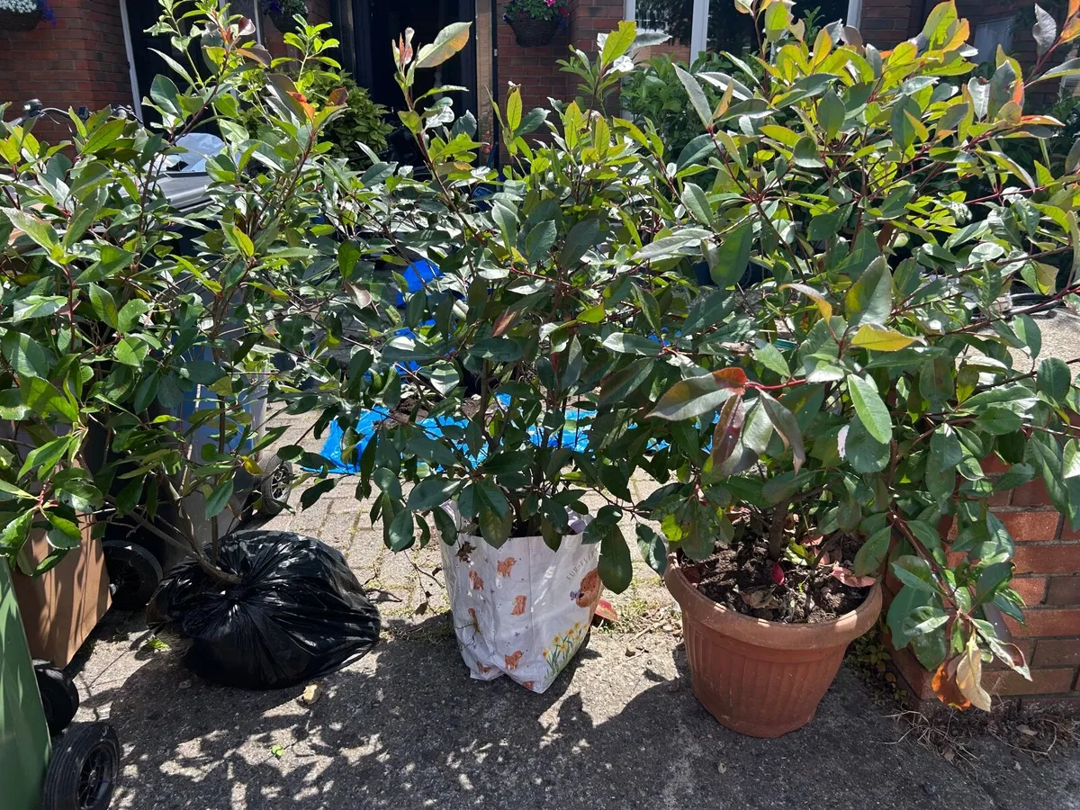 Photinia Red Robin Plants 150cm tall  x3 - Image 3