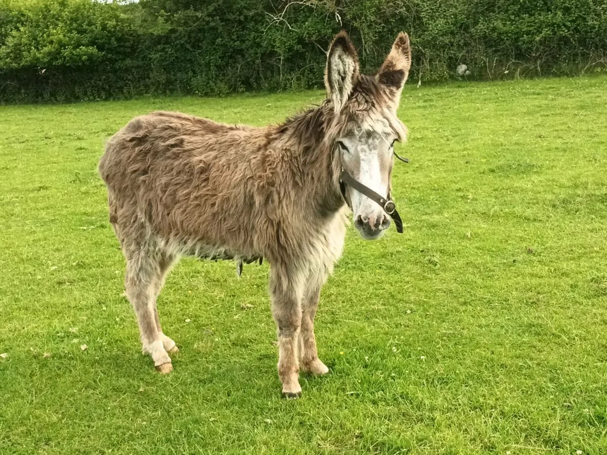 1 Mare Donkey - Image 2