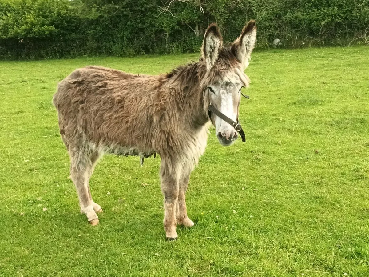 1 Mare Donkey - Image 3