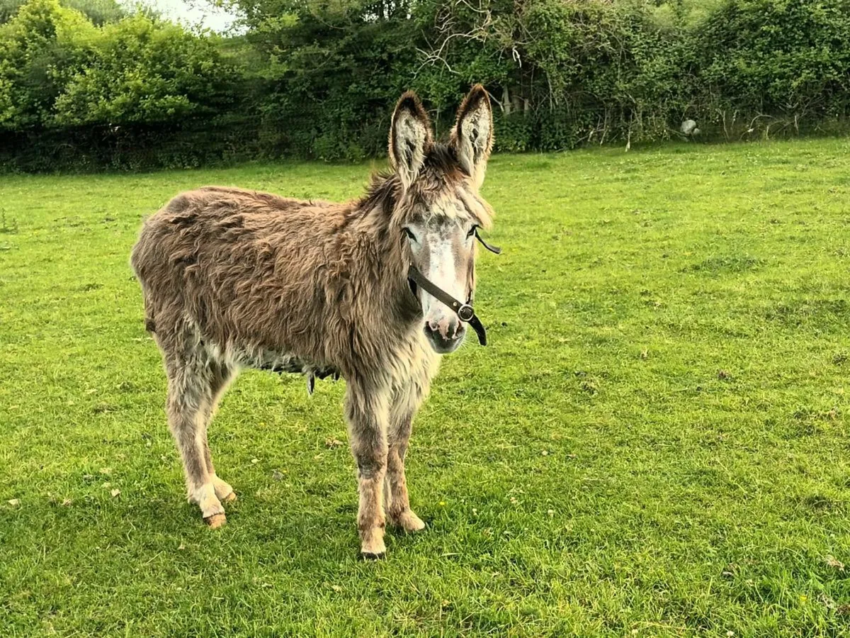 1 Mare Donkey - Image 4