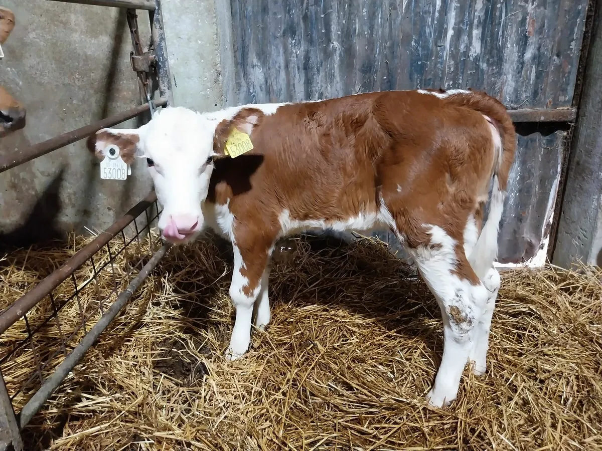 SUPER COW MAKERS - Image 2