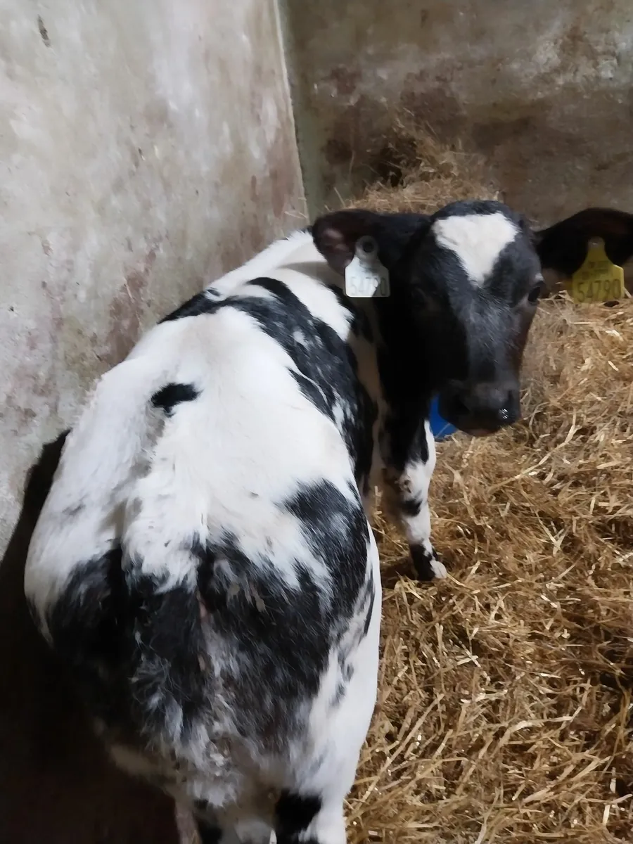 SUPER COW MAKERS - Image 3