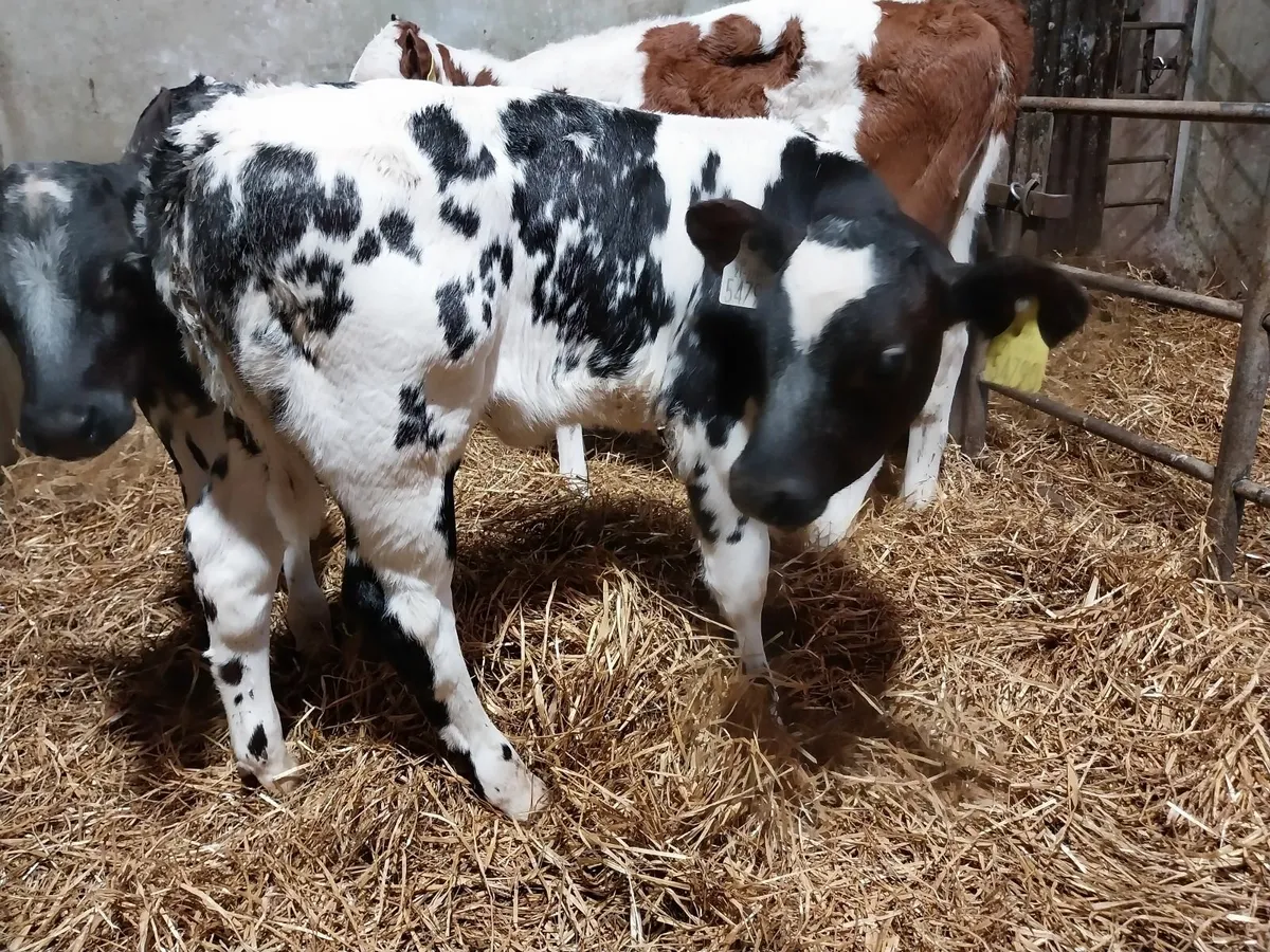 SUPER COW MAKERS - Image 4
