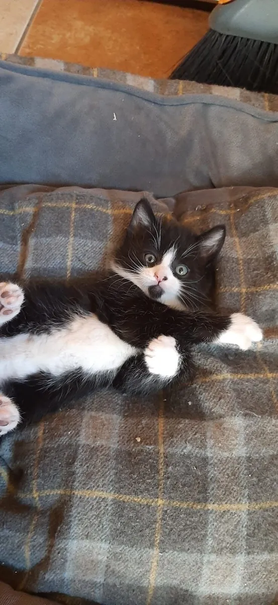 Kittens - Image 1