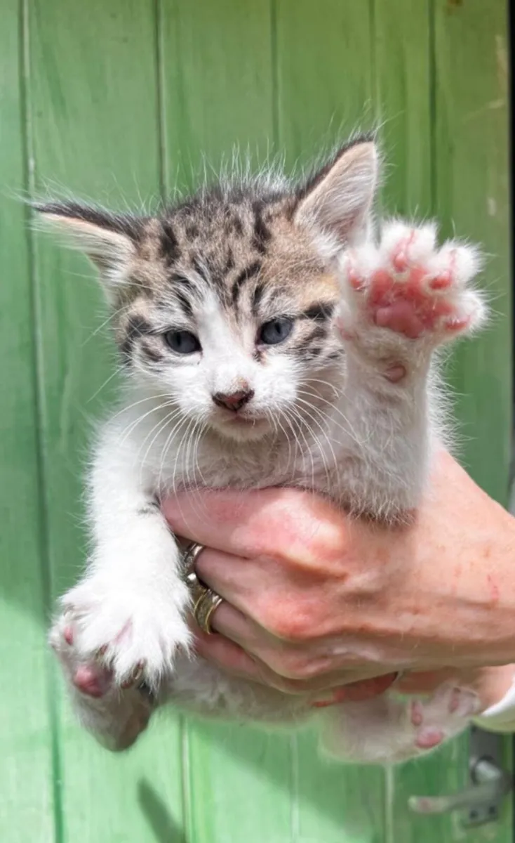 Kittens - Image 2