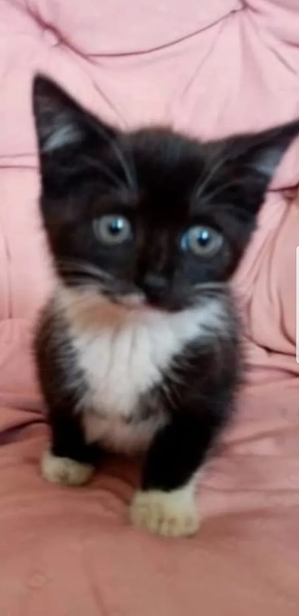 Kittens - Image 3