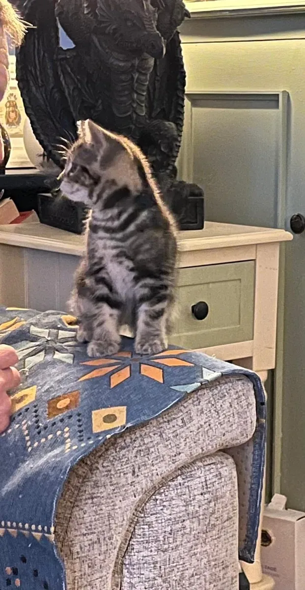Kittens - Image 4