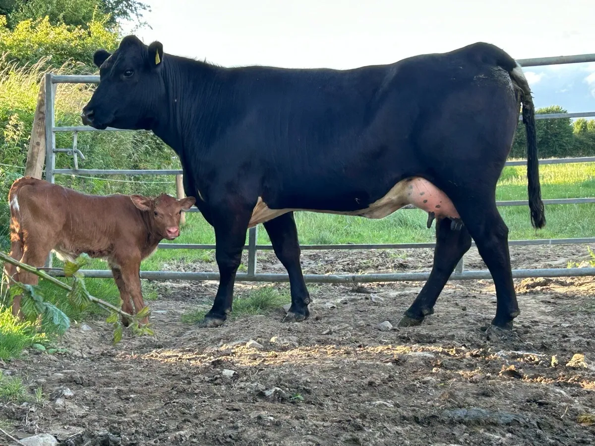 Super 5 star ⭐️⭐️⭐️⭐️⭐️first calved heifer - Image 2