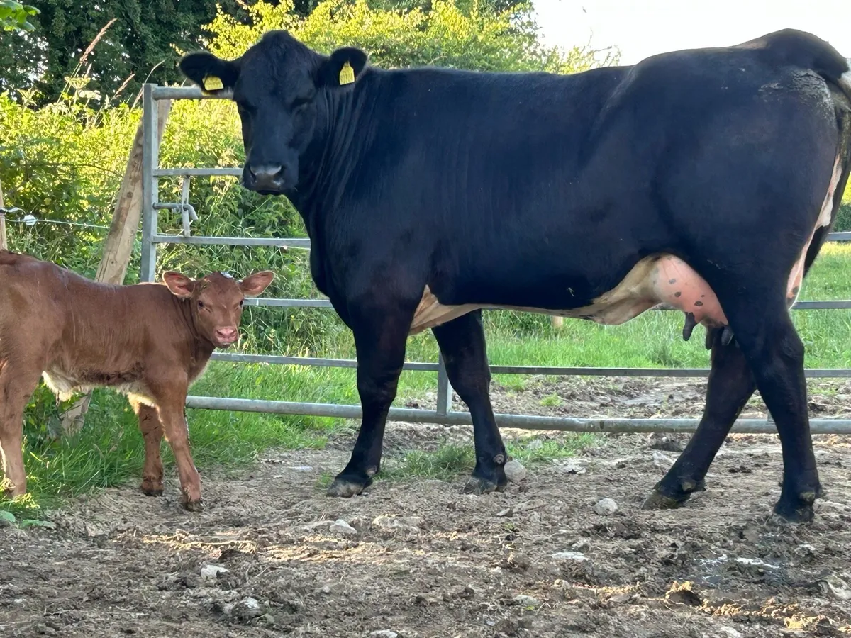 Super 5 star ⭐️⭐️⭐️⭐️⭐️first calved heifer - Image 1