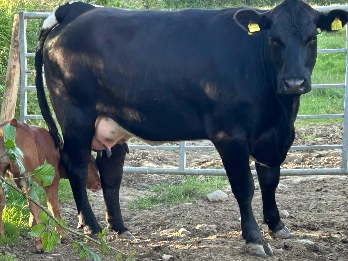 Super 5 star ⭐️⭐️⭐️⭐️⭐️first calved heifer - Image 4