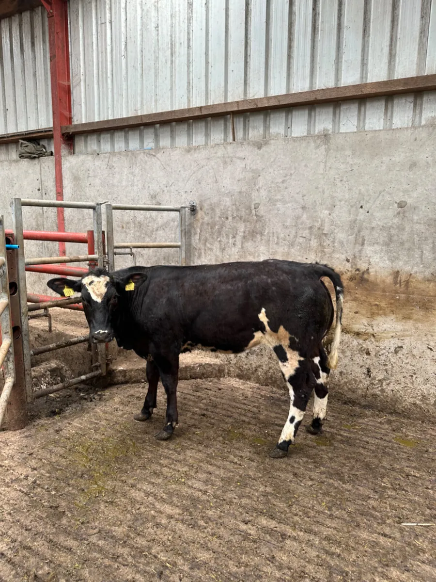 Blue grey heifer - Image 1
