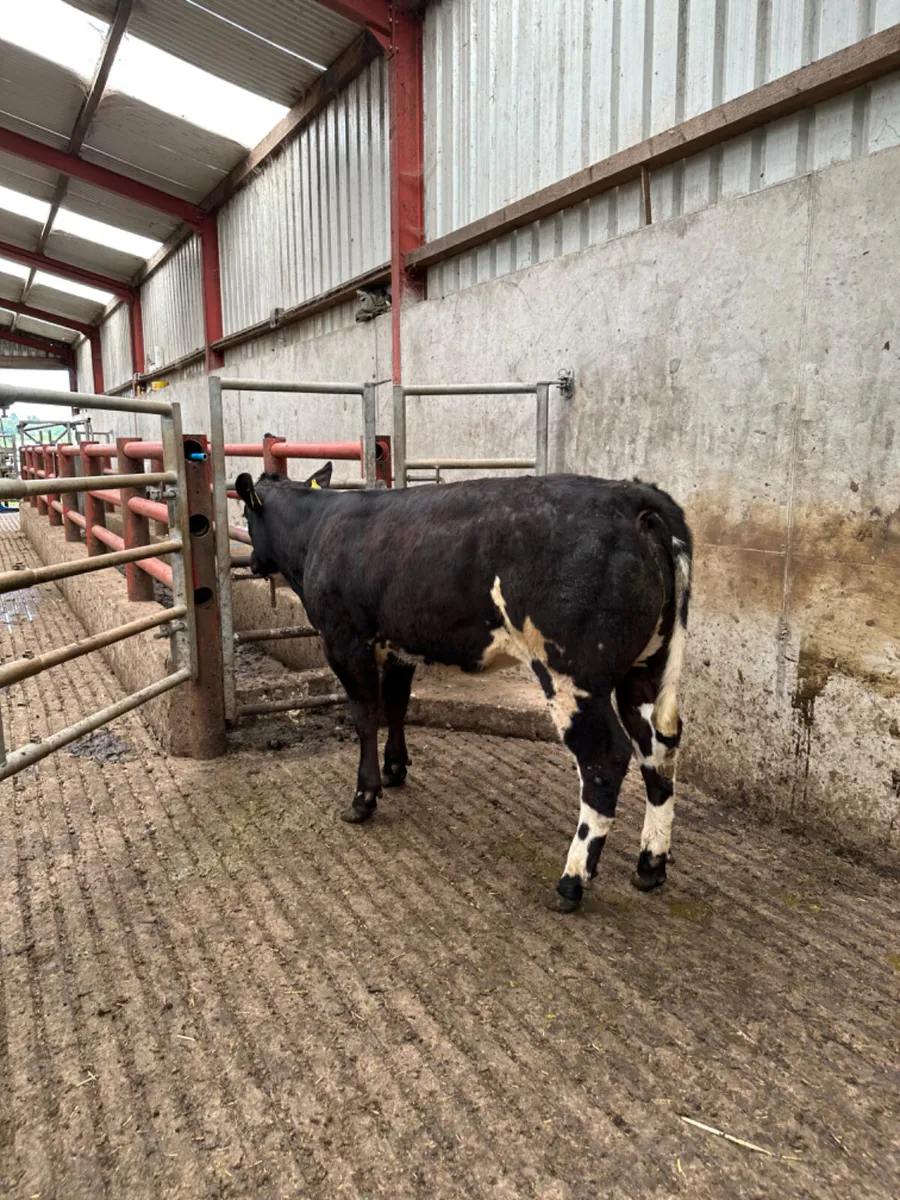 Blue grey heifer - Image 2