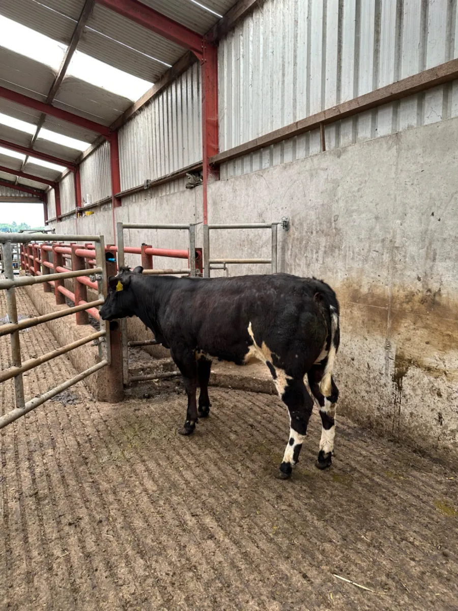 Blue grey heifer - Image 4