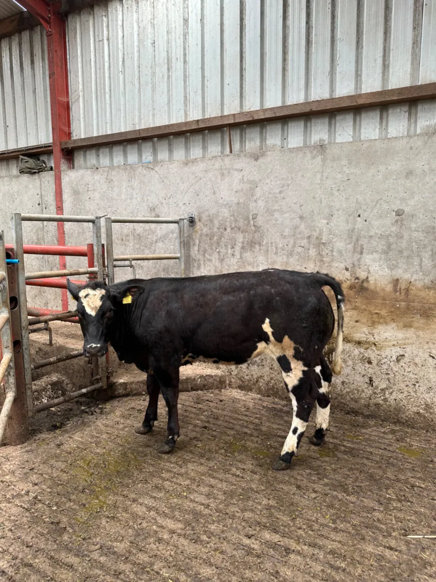 Blue grey heifer - Image 3