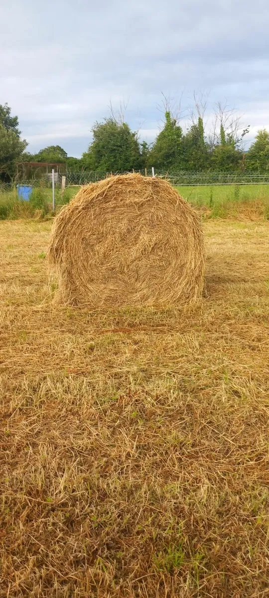 Hay - Image 1
