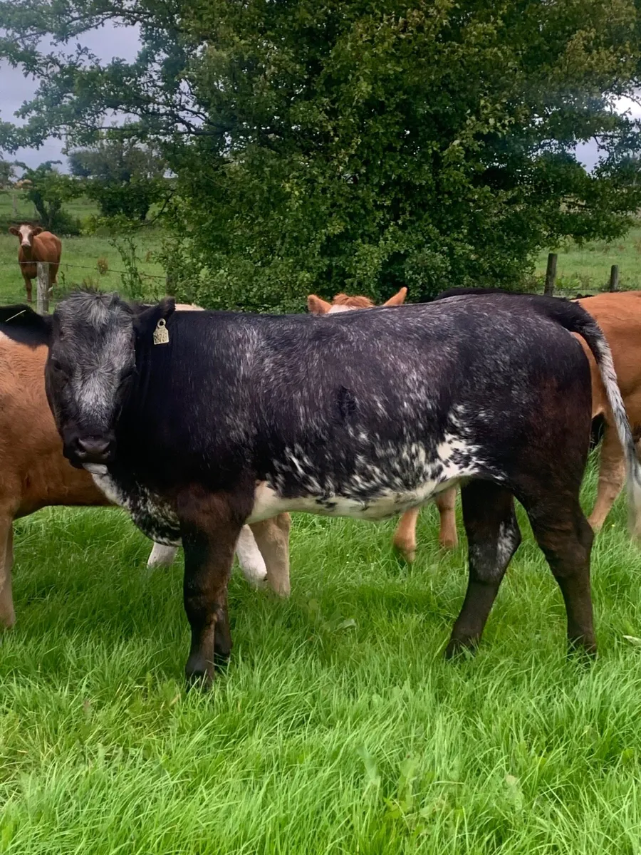 2 Super 4 ⭐️  Genotyped Breeding heifers - Image 4