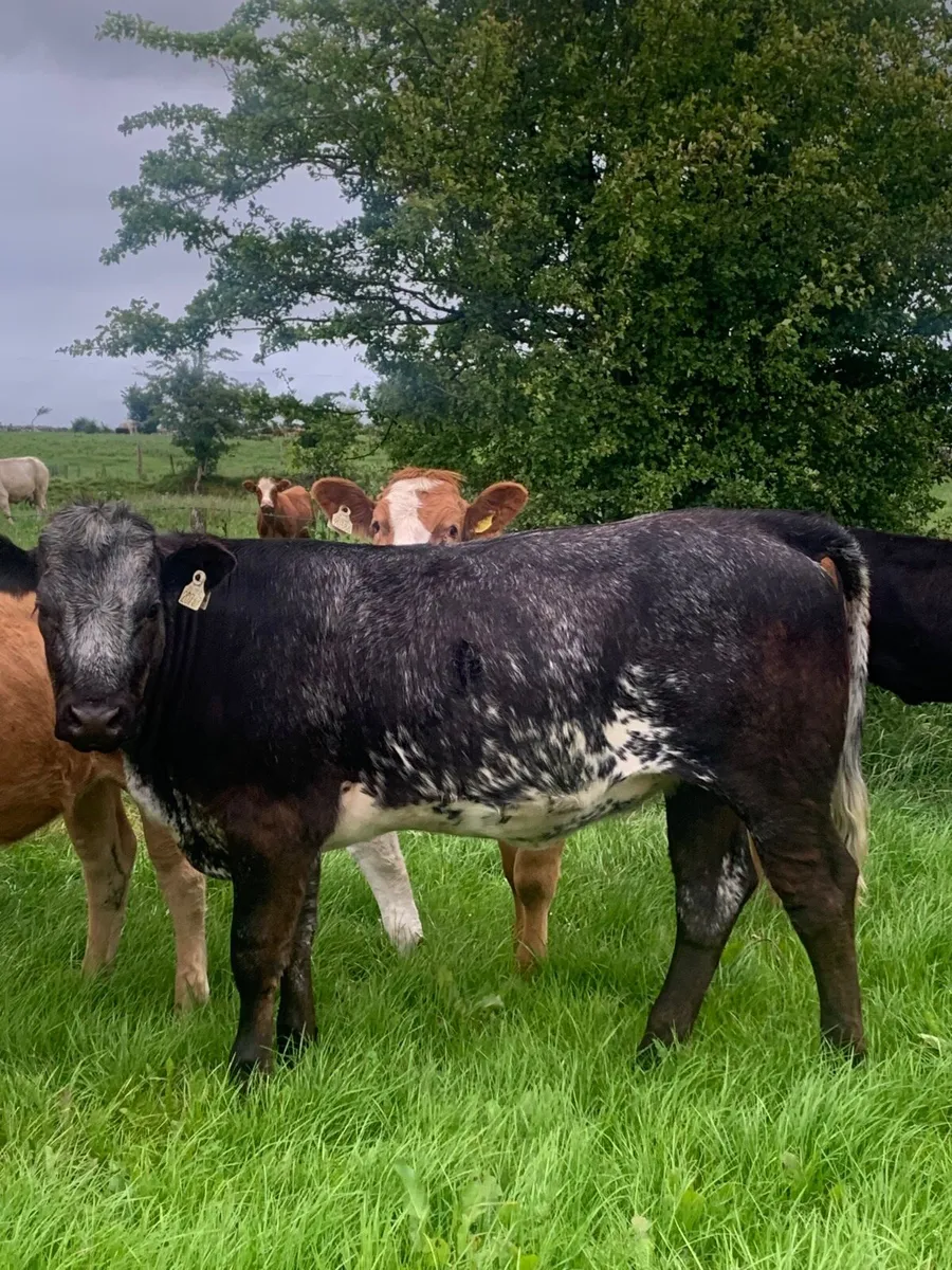 2 Super 4 ⭐️  Genotyped Breeding heifers - Image 3