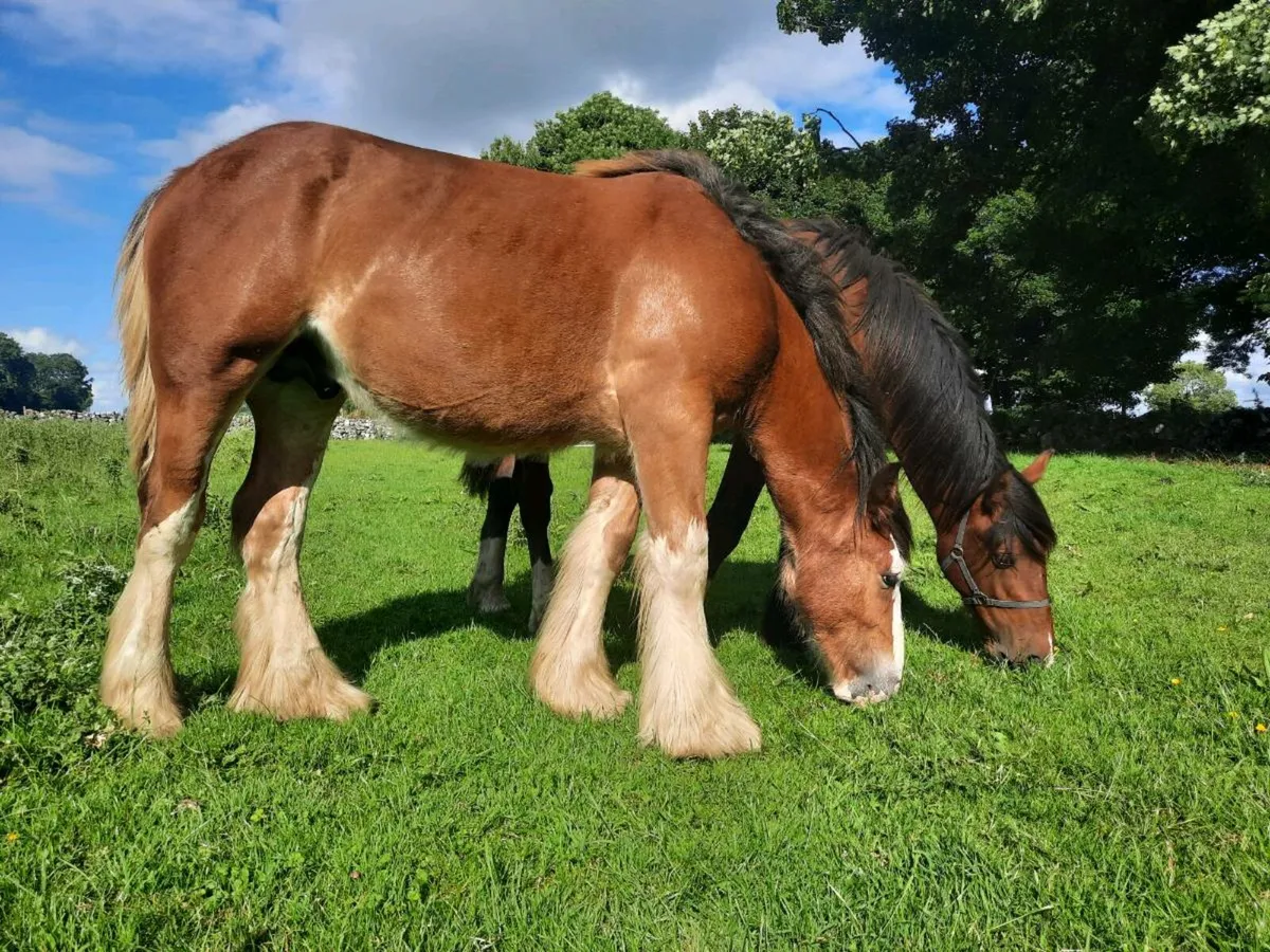 2 colt yearlings - Image 2