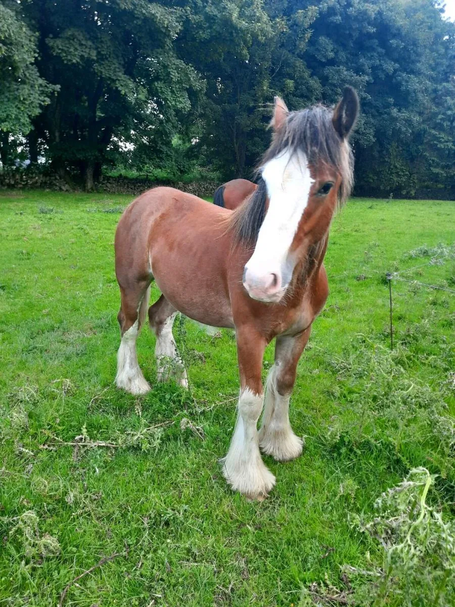 2 colt yearlings - Image 4