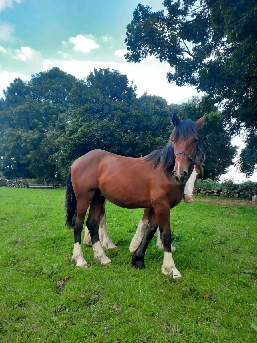 2 colt yearlings - Image 1