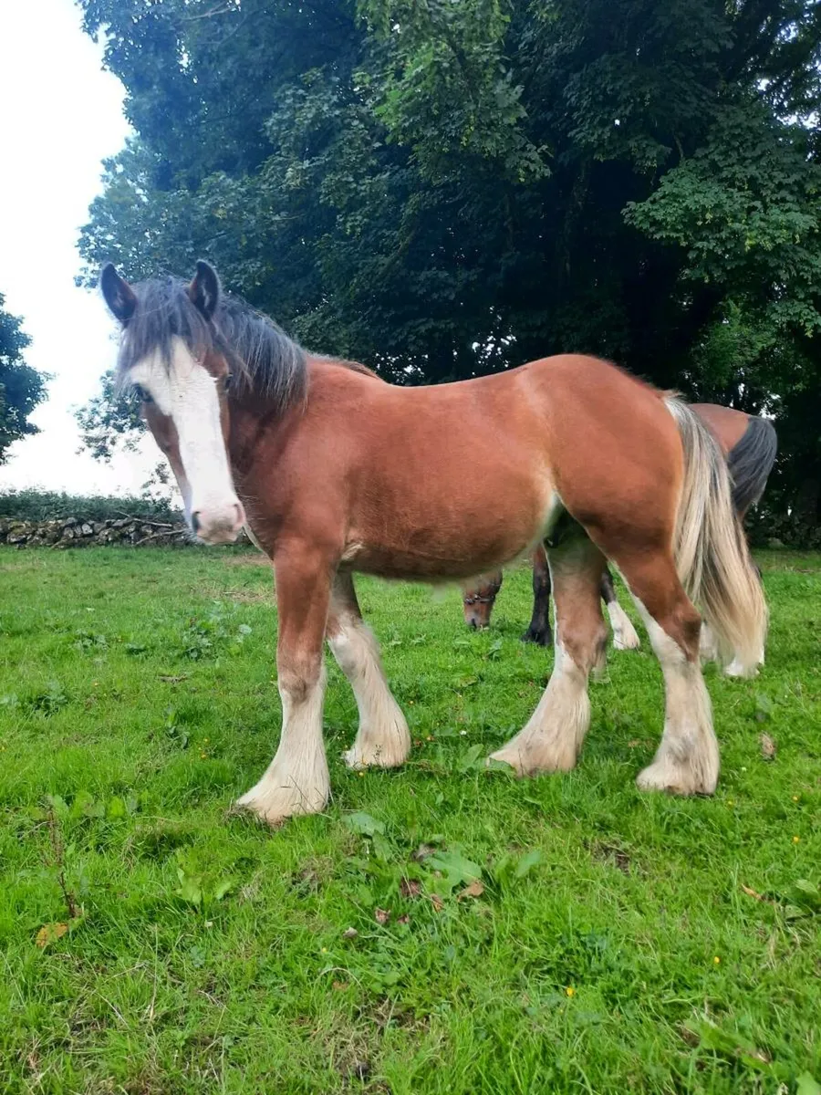 2 colt yearlings - Image 1