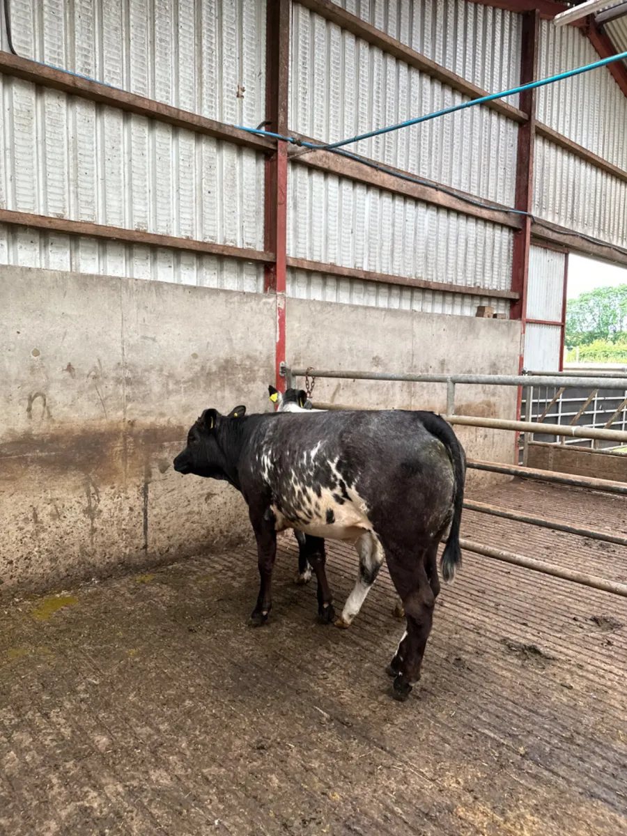 Lim heifers - Image 4