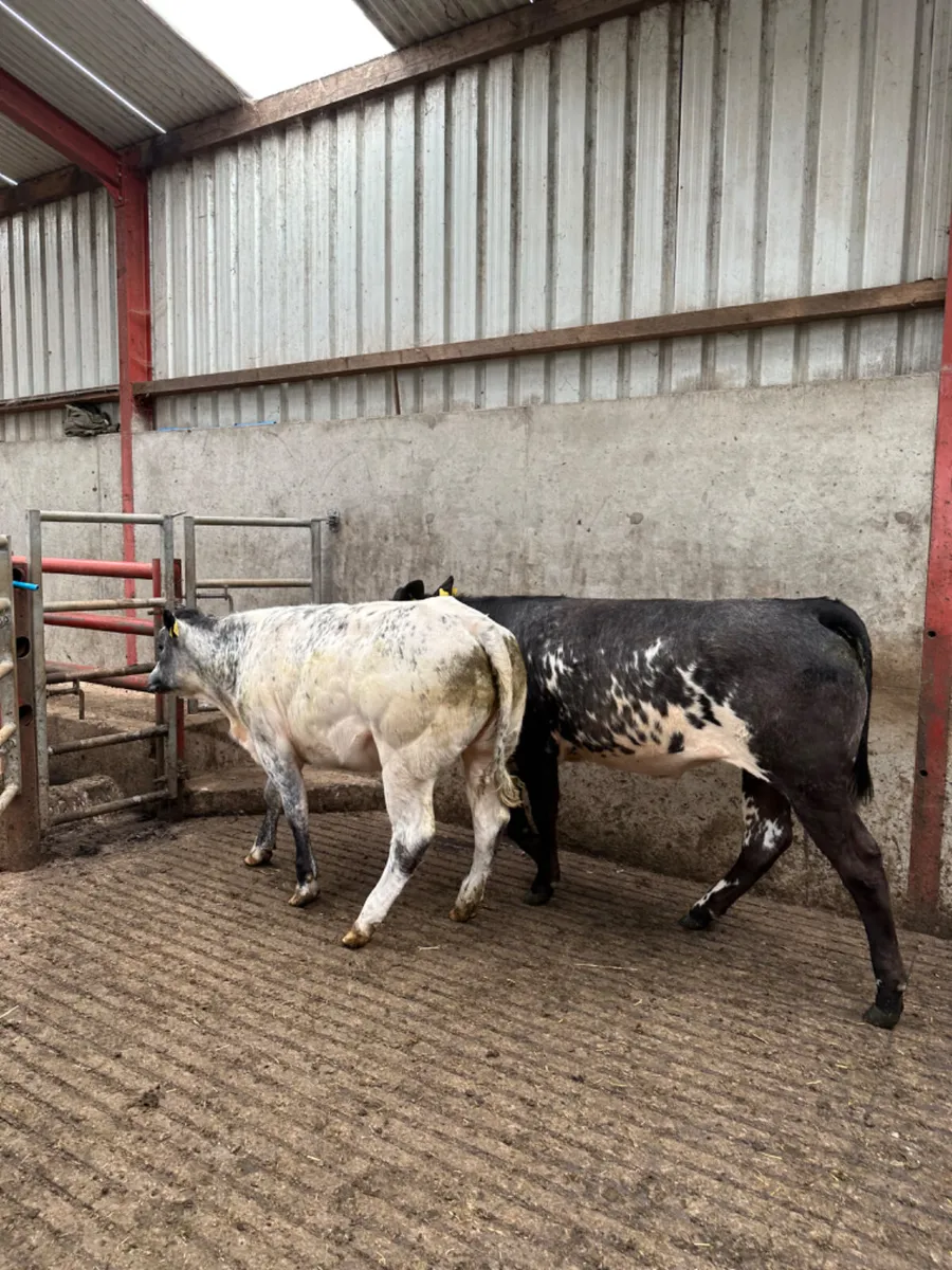 Lim heifers - Image 2