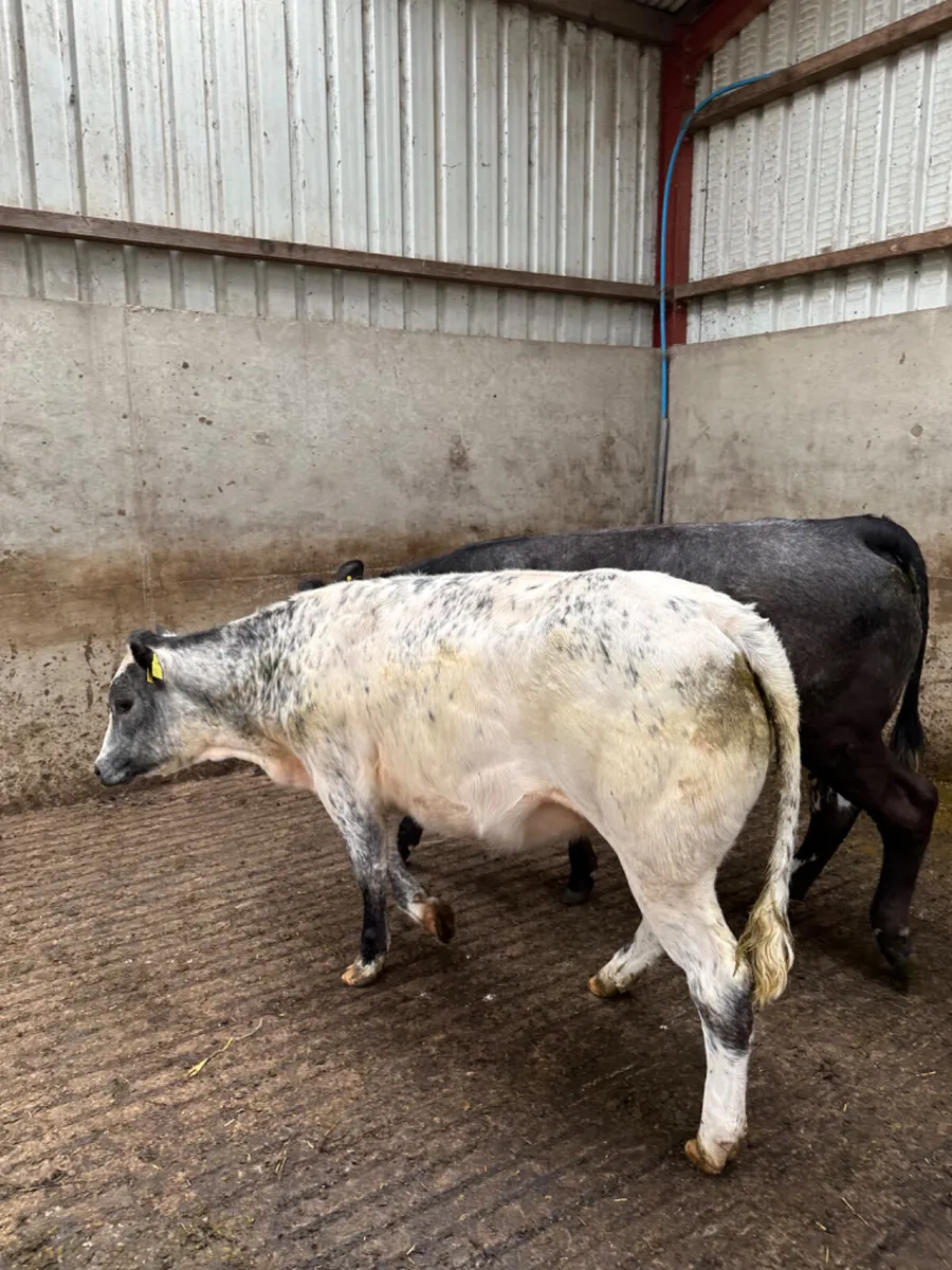 Lim heifers - Image 3