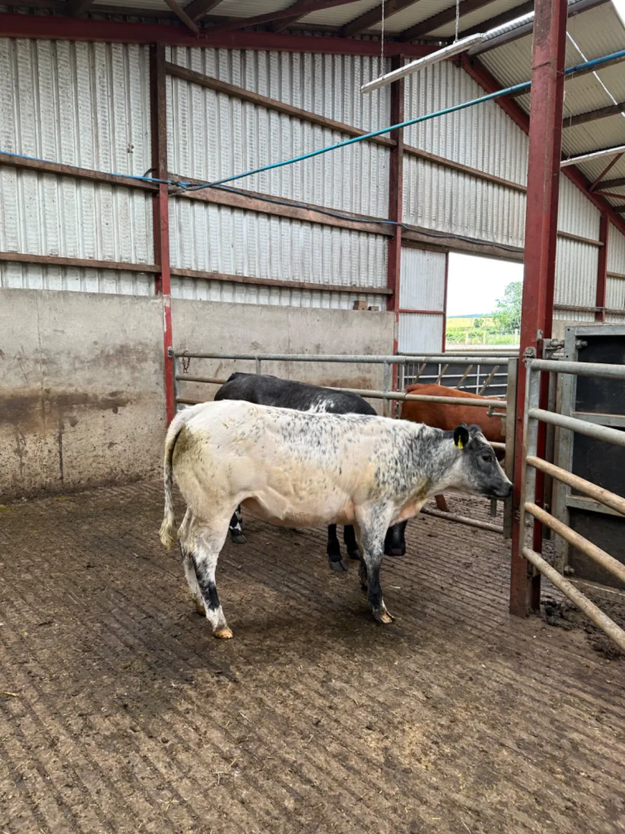 Lim heifers - Image 1
