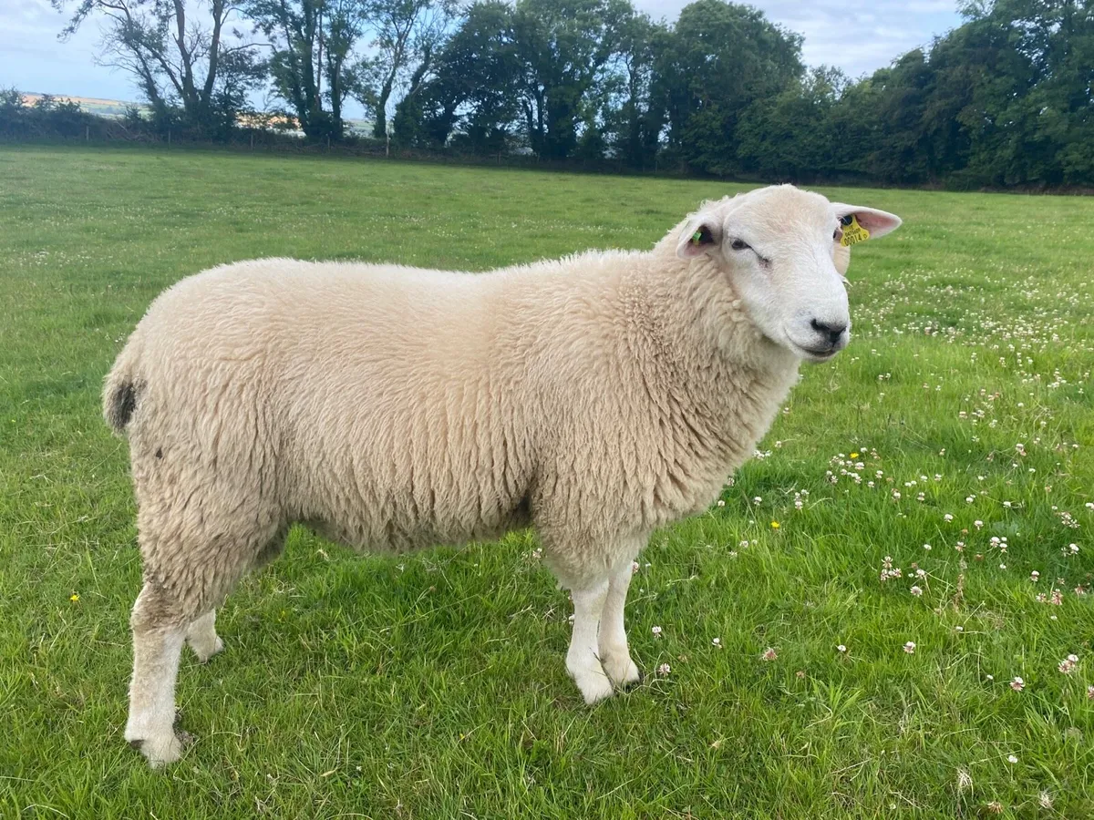 Pedigree Belclare  Ram Lambs - Image 2