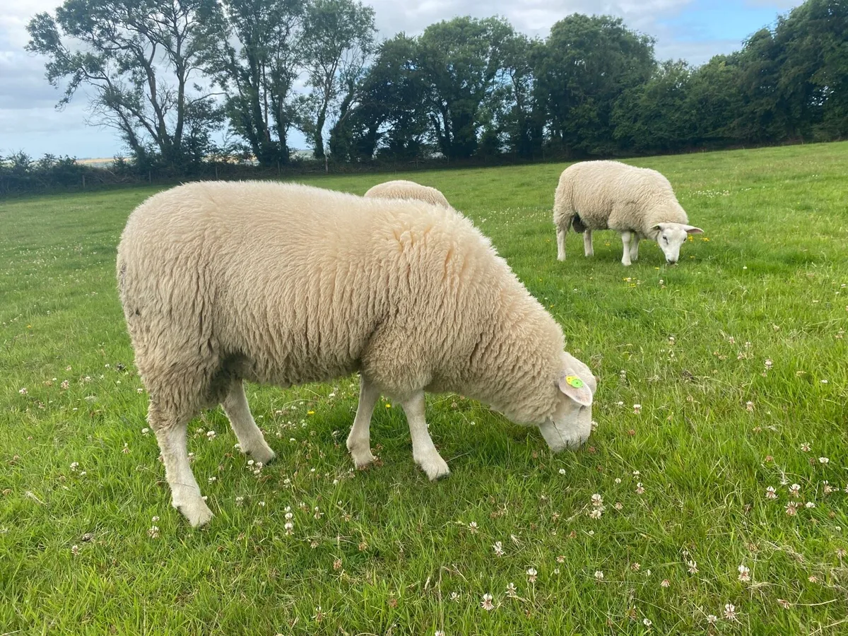 Pedigree Belclare  Ram Lambs - Image 3