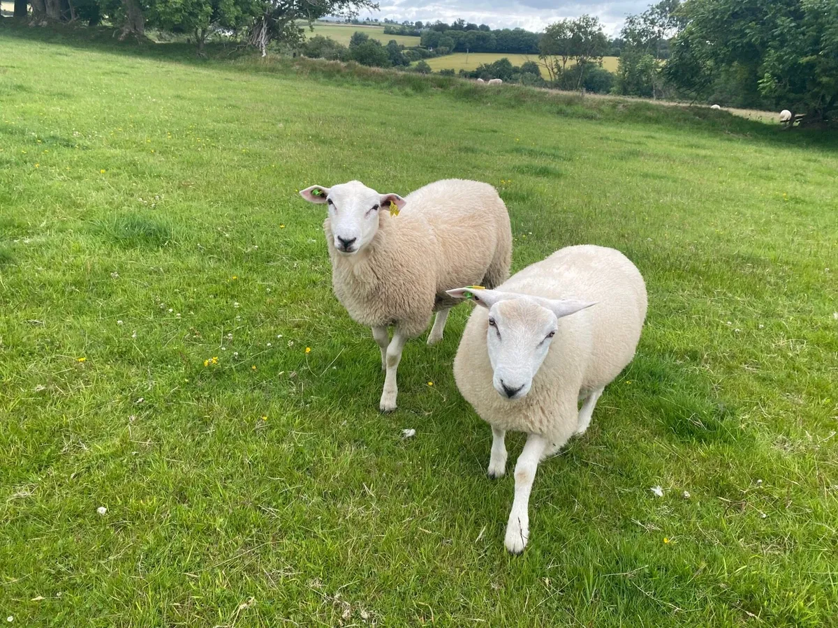 Pedigree Belclare  Ram Lambs - Image 4
