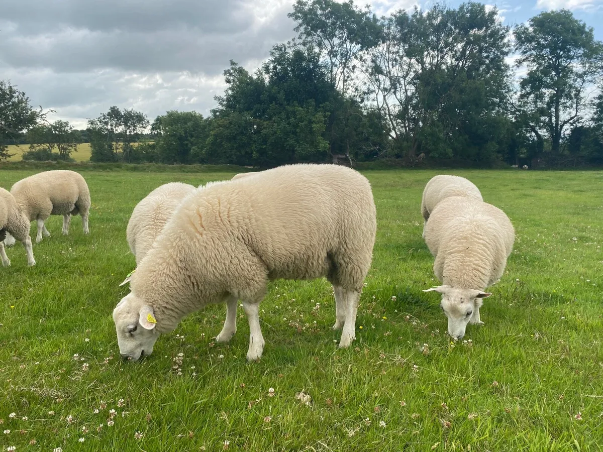 Pedigree Belclare  Ram Lambs - Image 1