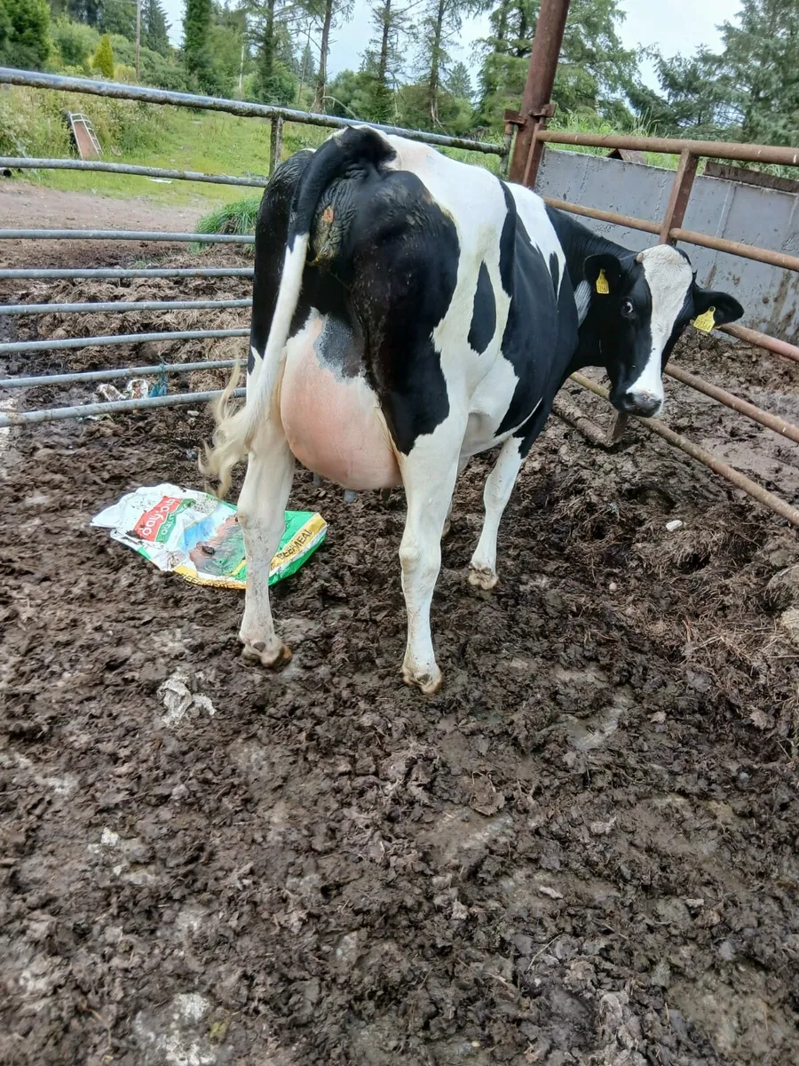 Cow