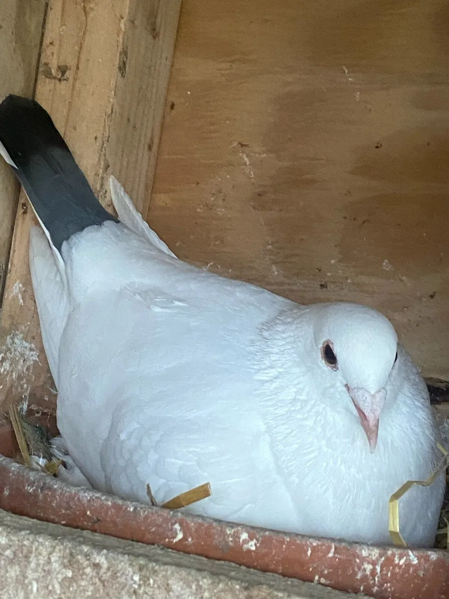 Racing Pigeons - Image 2