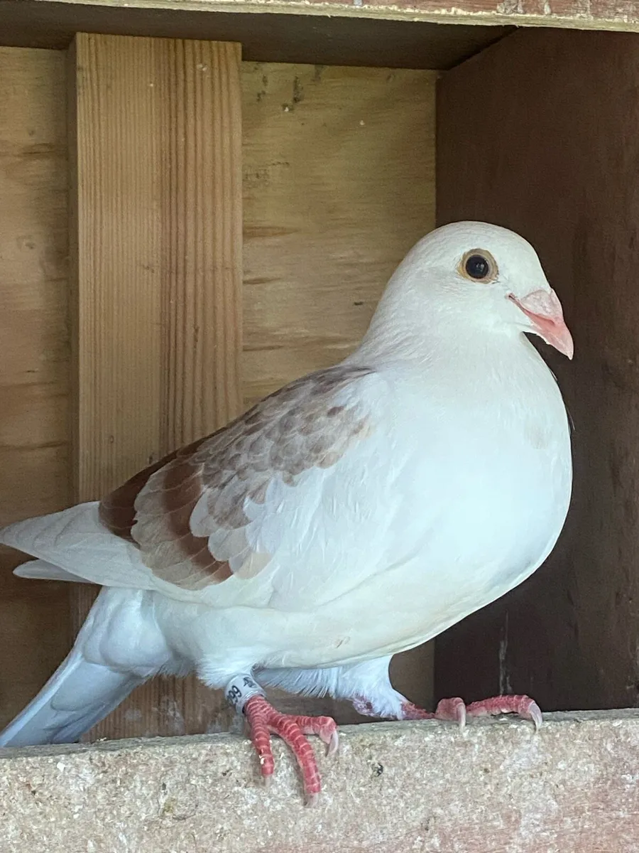 Racing Pigeons - Image 1
