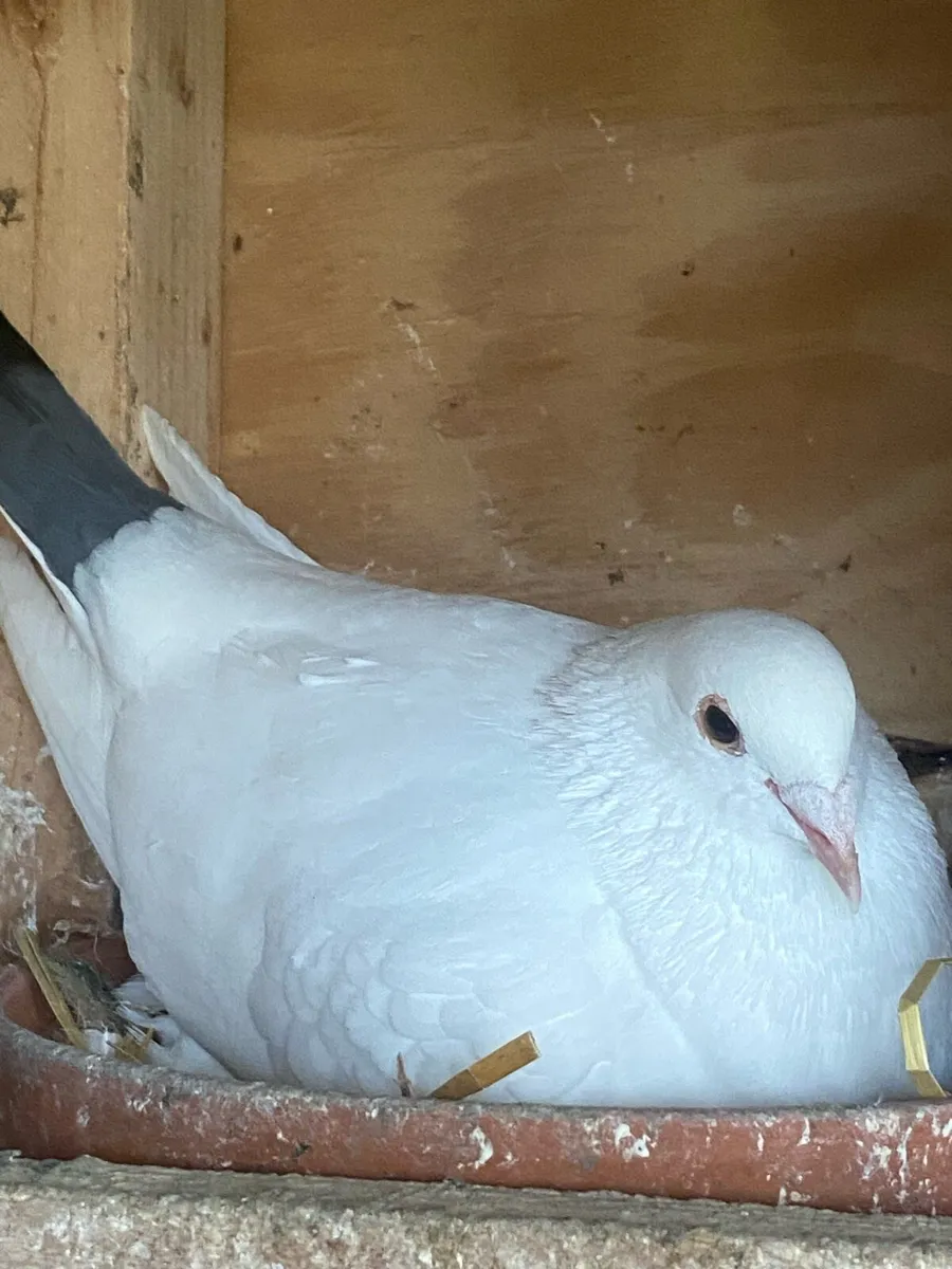 Racing Pigeons - Image 3