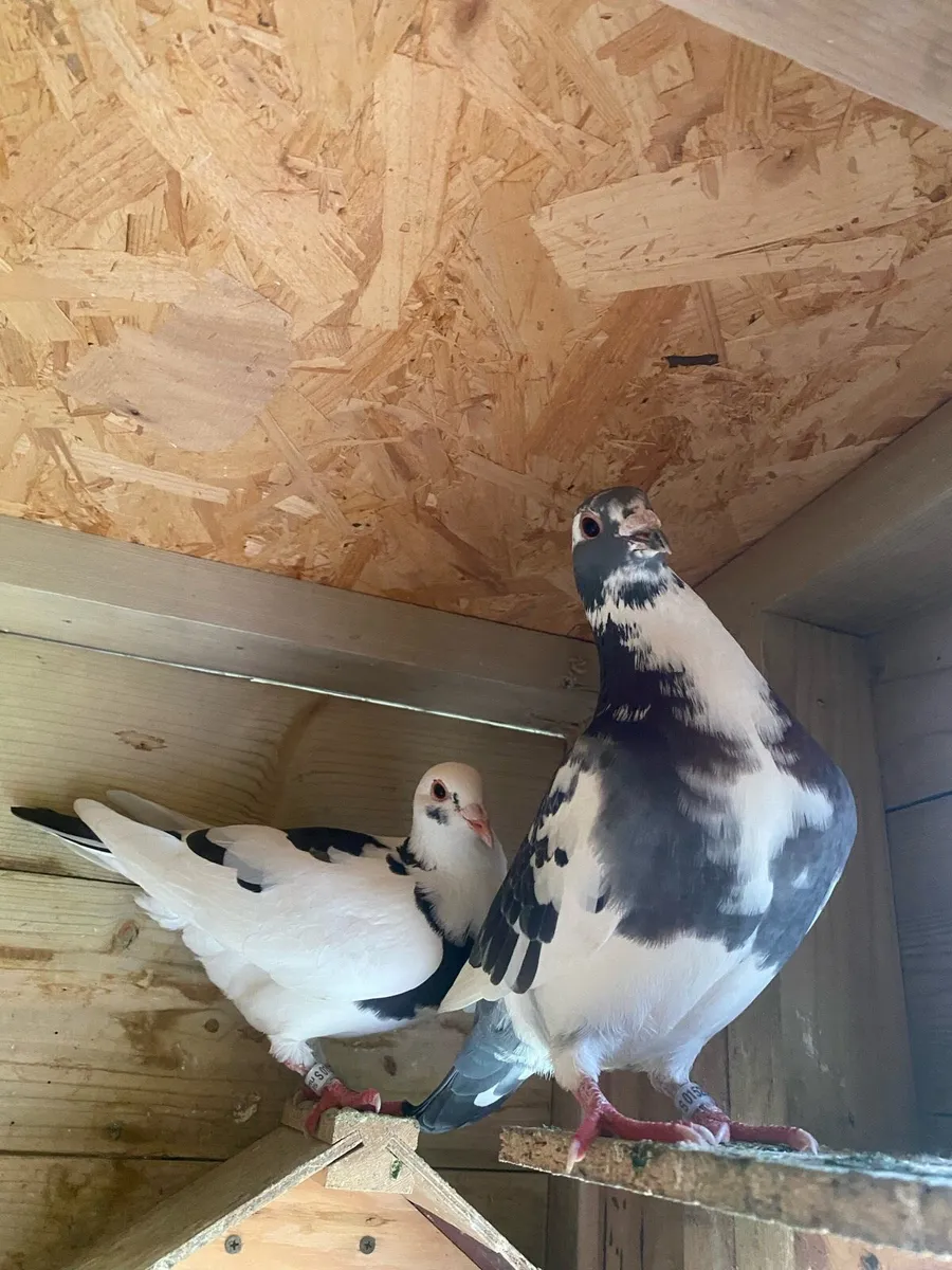 Racing Pigeons - Image 4