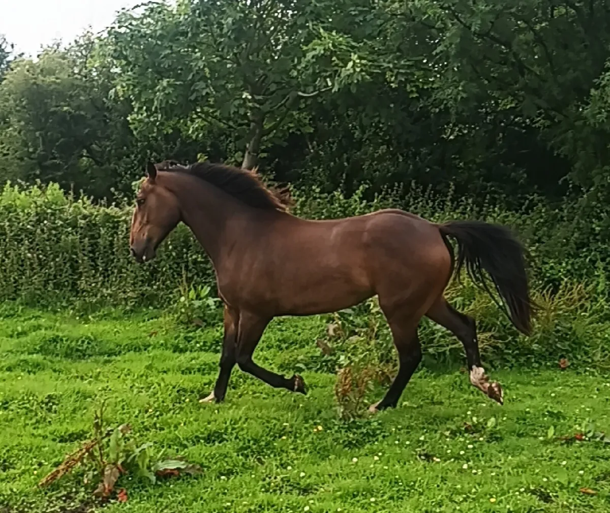 Stunning gelding - Image 2