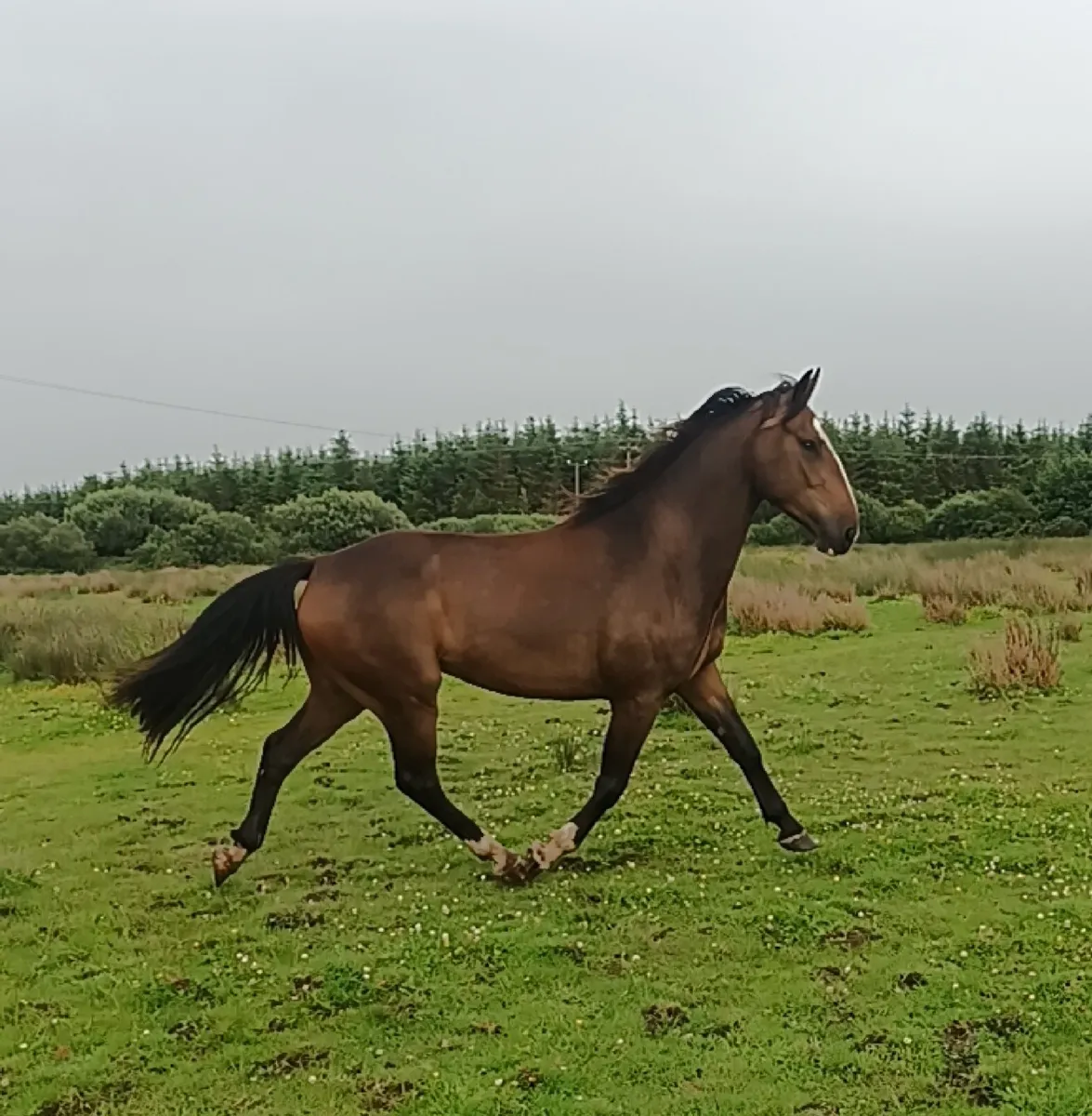 Stunning gelding - Image 3