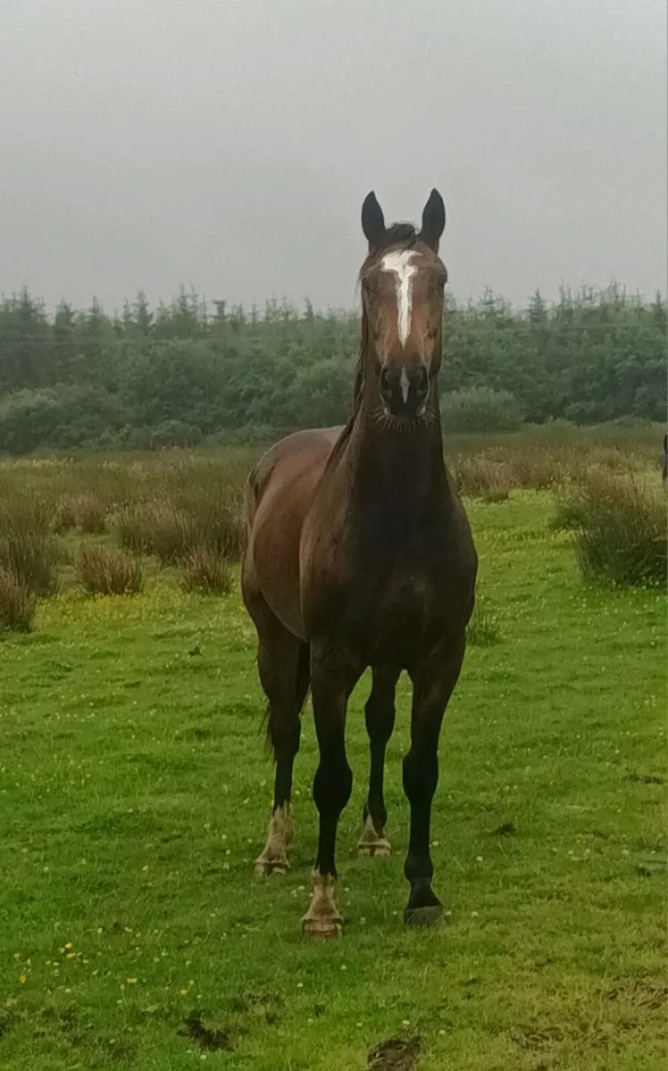 Stunning gelding - Image 4