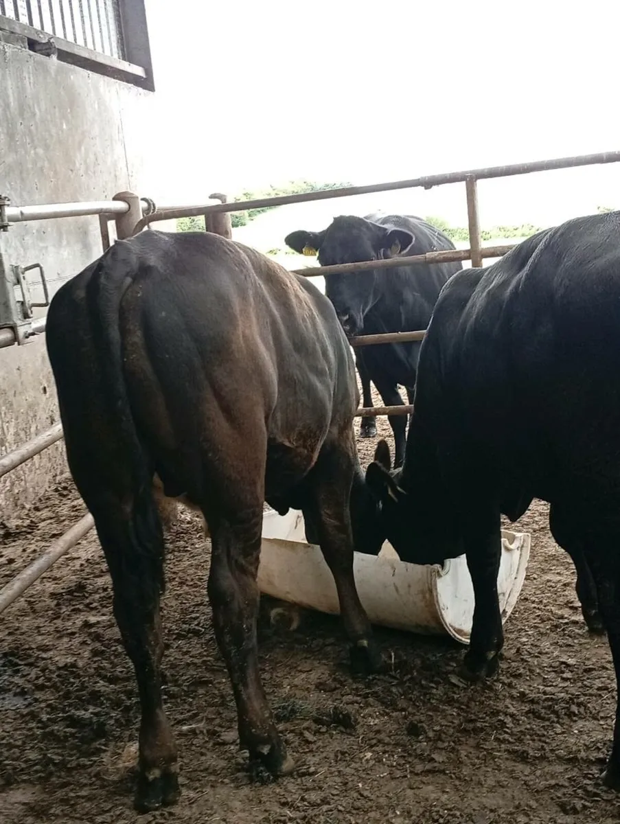 Weanling Bullocks - Image 3