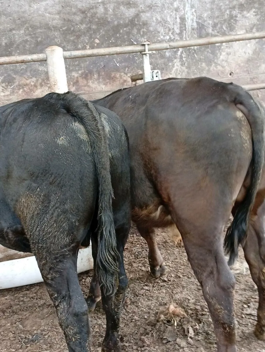 Weanling Bullocks - Image 1