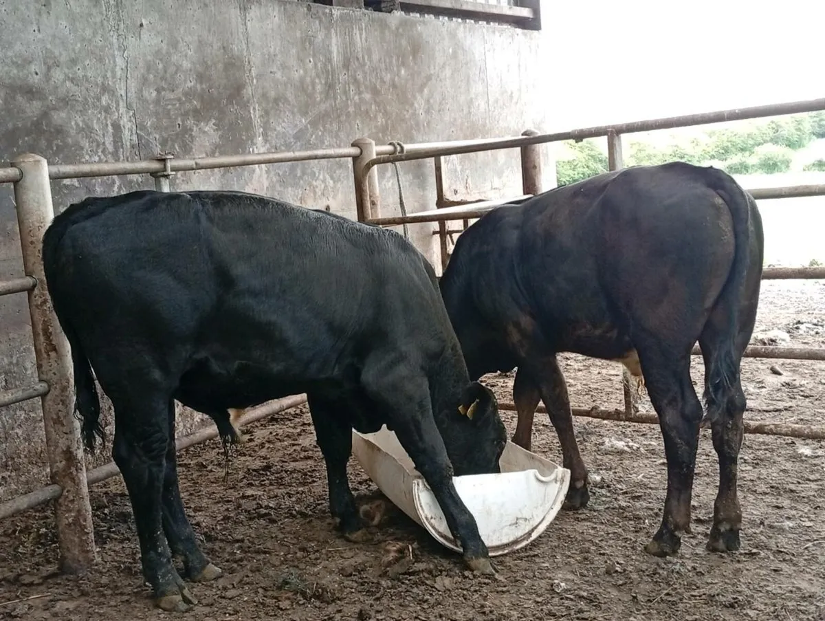 Weanling Bullocks - Image 2