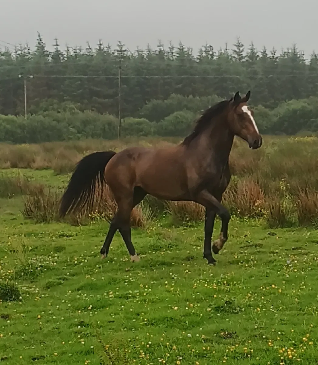 Stunning gelding - Image 1