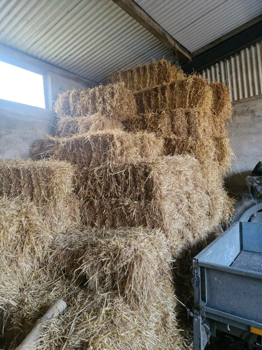 Hay - Image 4