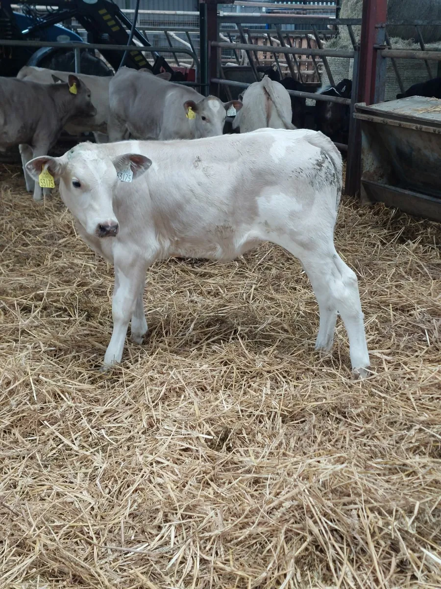 Calves - Image 1