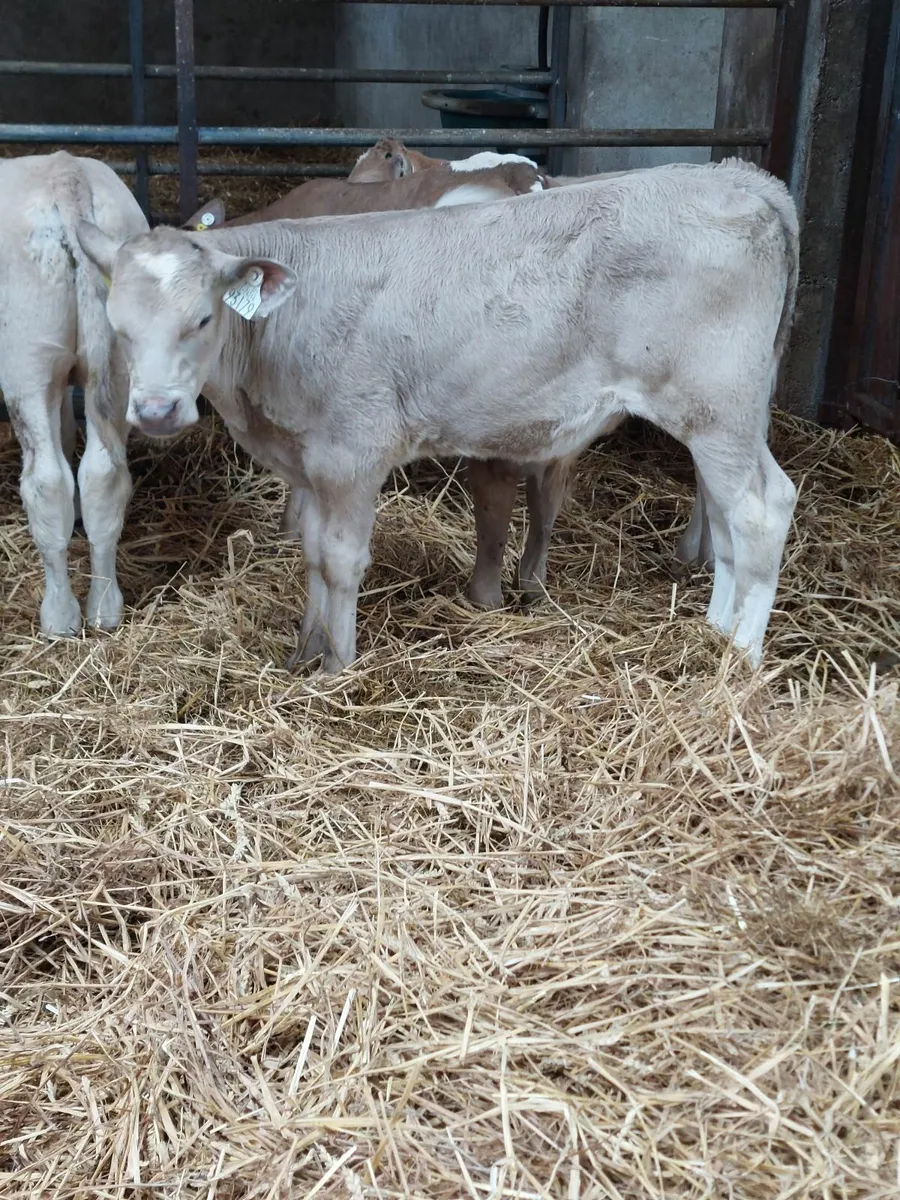 Calves - Image 2